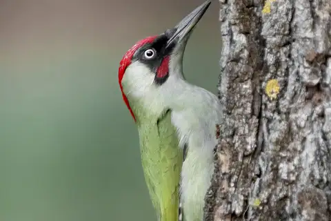 European Green Woodpecker