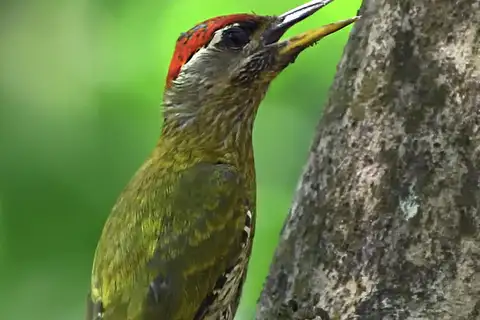 Streak-throated Woodpecker