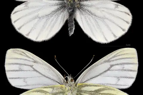 Green-veined White