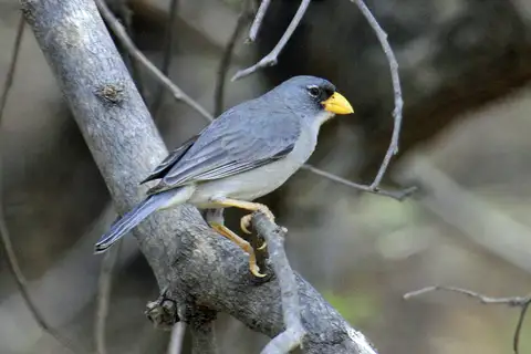 Cinereous Finch