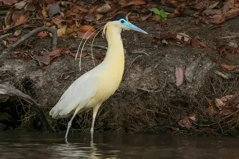 Capped Heron