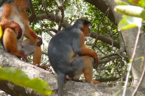 Western Red Colobus