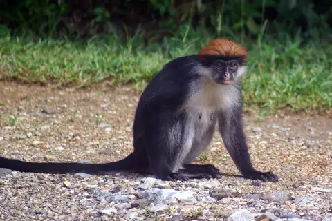 Udzungwa Red Colobus