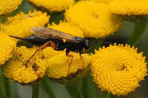 Black Slip Wasp