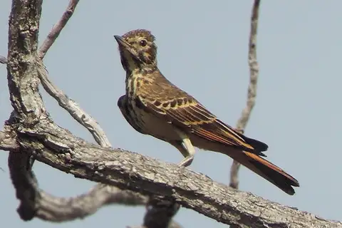 Rufous-rumped Lark