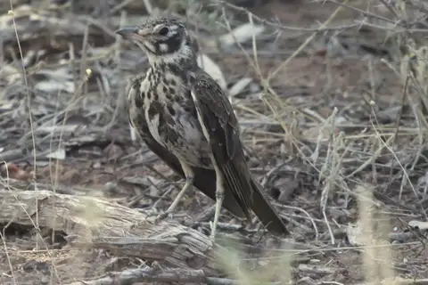 Dusky Lark