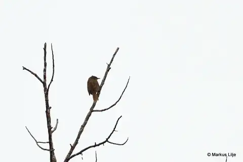 Plain Honeyeater