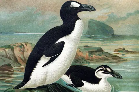 Great Auk