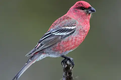 Pine Grosbeak