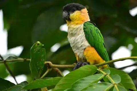 Black-headed Parrot