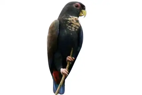 Bronze-winged Parrot