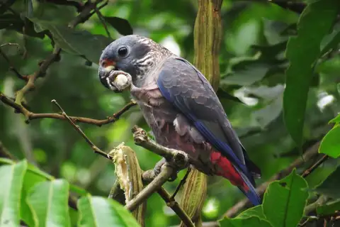 Dusky Parrot