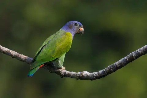 Blue-headed Parrot