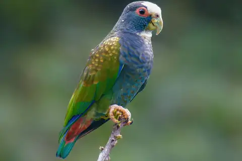 White-crowned Parrot