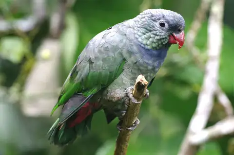 Red-billed Parrot