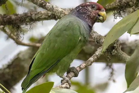 Speckle-faced Parrot