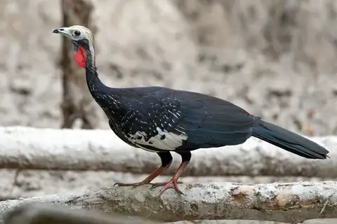 Red-throated Piping Guan