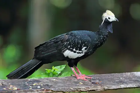 Blue-throated Piping Guan