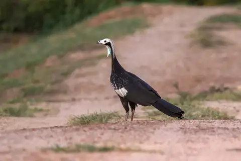 White-throated Piping Guan