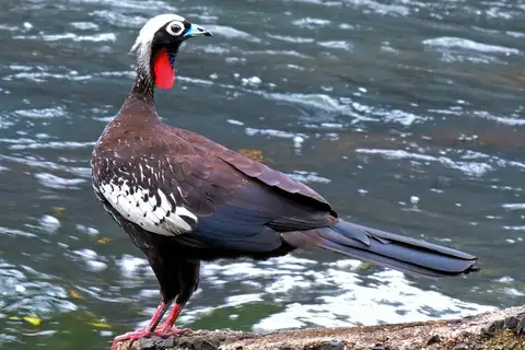 Black-fronted Piping Guan