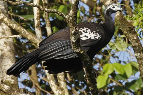 Trinidad Piping Guan