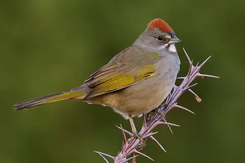 Green-tailed Towhee
