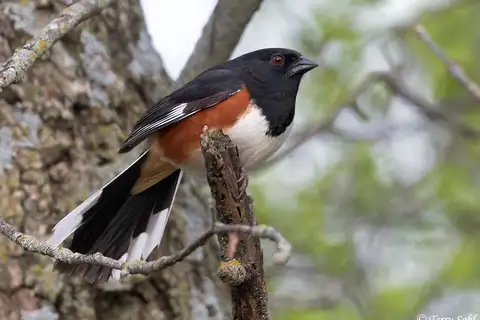 Eastern Towhee