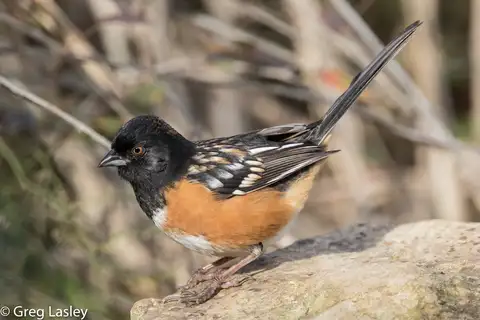 Spotted Towhee