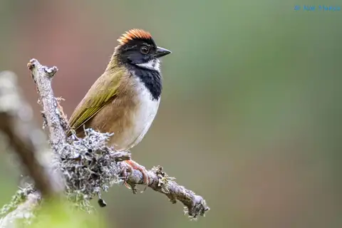 Collared Towhee