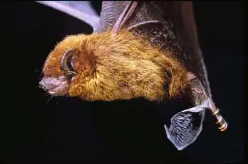 Javan pipistrelle