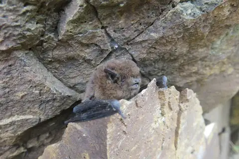 Madeira pipistrelle