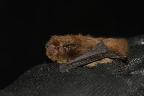 Nathusius' Pipistrelle