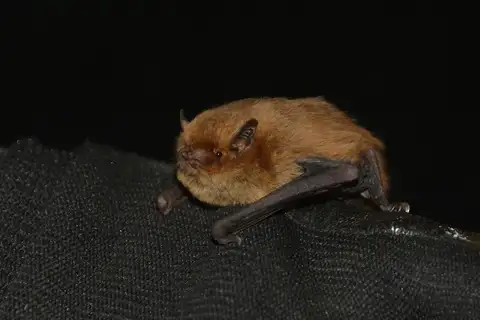 Soprano Pipistrelle