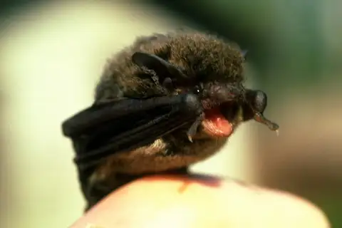 least pipistrelle
