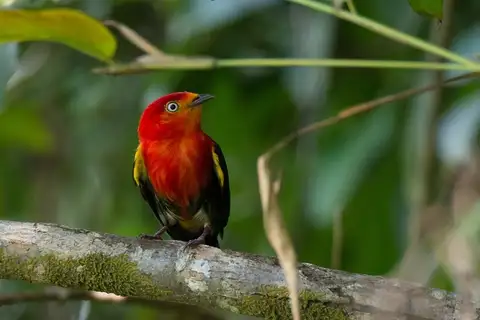 Crimson-hooded Manakin