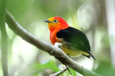 Band-tailed Manakin
