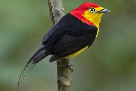 Wire-tailed Manakin