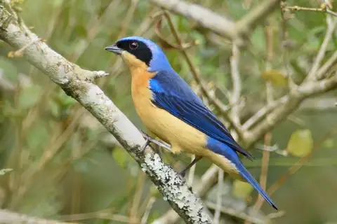 Fawn-breasted Tanager
