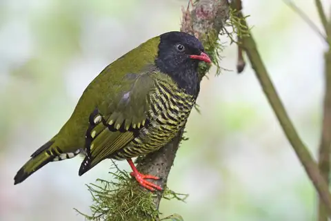 Barred Fruiteater