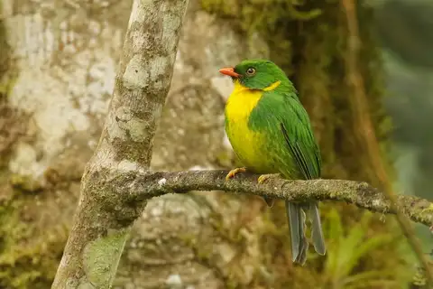 Golden-breasted Fruiteater
