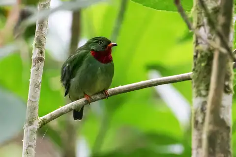 Fiery-throated Fruiteater