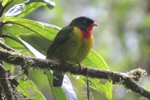 Scarlet-breasted Fruiteater