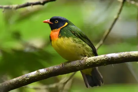 Orange-breasted Fruiteater