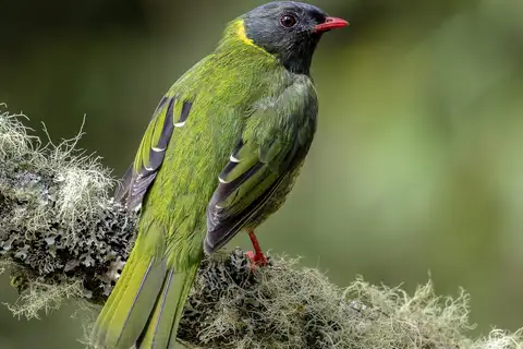 Green-and-black Fruiteater