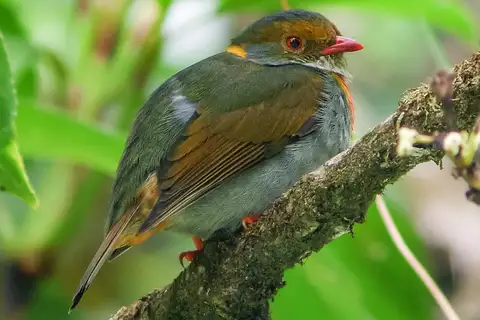 Red-banded Fruiteater
