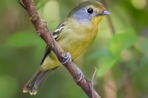 Wing-barred Piprites