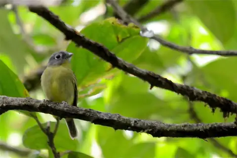 Grey-headed Piprites