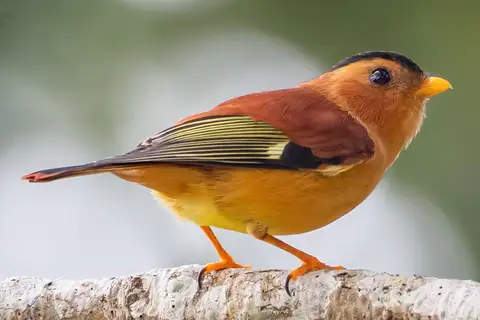 Black-capped Piprites