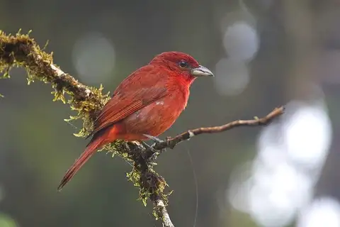 Hepatic Tanager