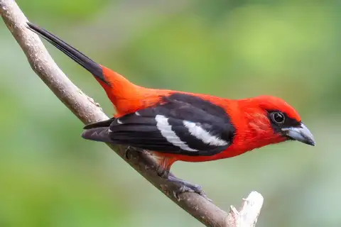 White-winged Tanager